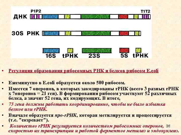  • Регуляция образования рибосомных РНК и белков рибосом E. сoli • Ежеминутно в