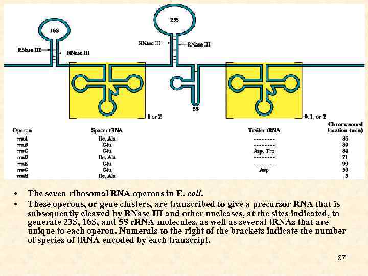  • • The seven ribosomal RNA operons in E. coli. These operons, or