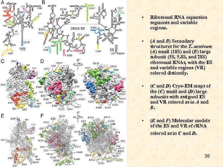  • Ribosomal RNA expansion segments and variable regions. • (A and B) Secondary