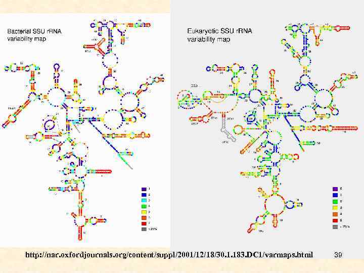 http: //nar. oxfordjournals. org/content/suppl/2001/12/18/30. 1. 183. DC 1/varmaps. html 39 