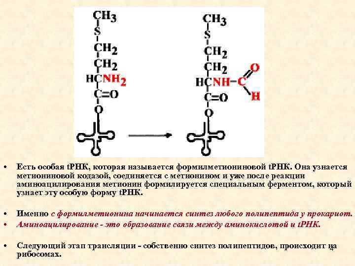  • Есть особая t. РНК, которая называется формилметиониновой t. РНК. Она узнается метиониновой