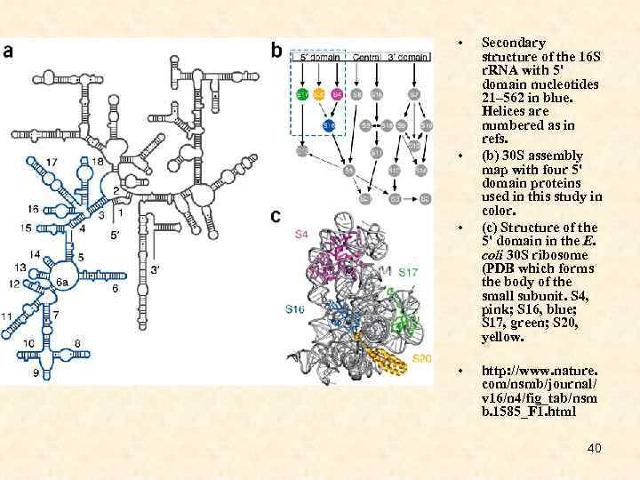  • • Secondary structure of the 16 S r. RNA with 5' domain