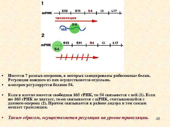  • • • Имеется 7 разных оперонов, в которых закодированы рибосомные белки. Регуляция