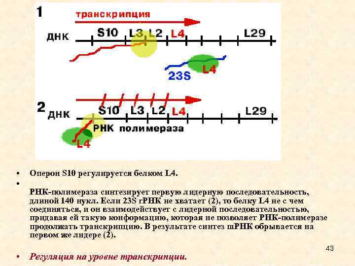  • • Оперон S 10 регулируется белком L 4. РНК-полимераза синтезирует первую лидерную