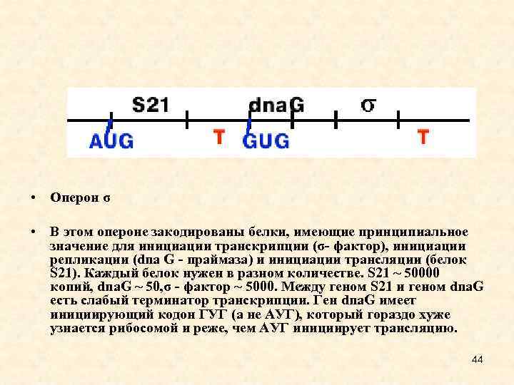  • Оперон σ • В этом опероне закодированы белки, имеющие принципиальное значение для