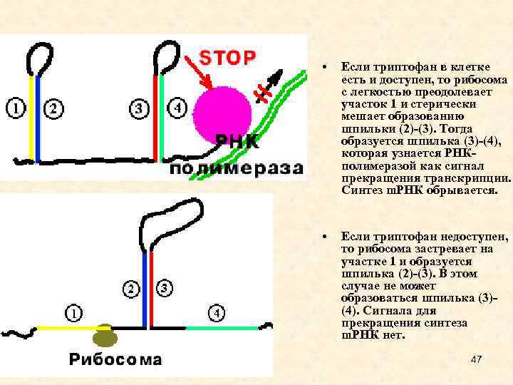  • Если триптофан в клетке есть и доступен, то рибосома с легкостью преодолевает