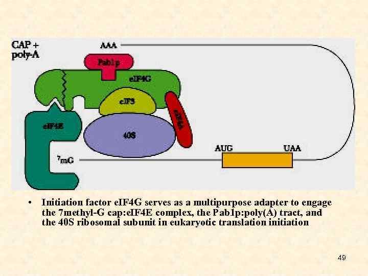  • Initiation factor e. IF 4 G serves as a multipurpose adapter to