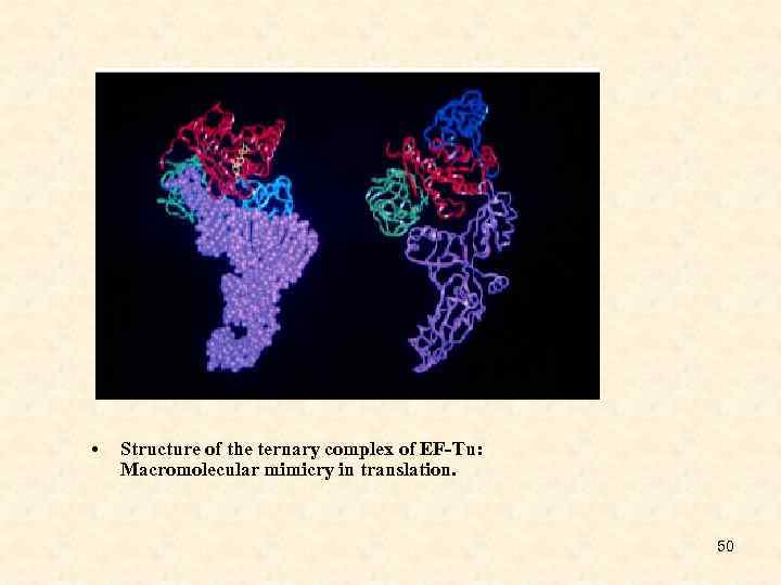  • Structure of the ternary complex of EF-Tu: Macromolecular mimicry in translation. 50