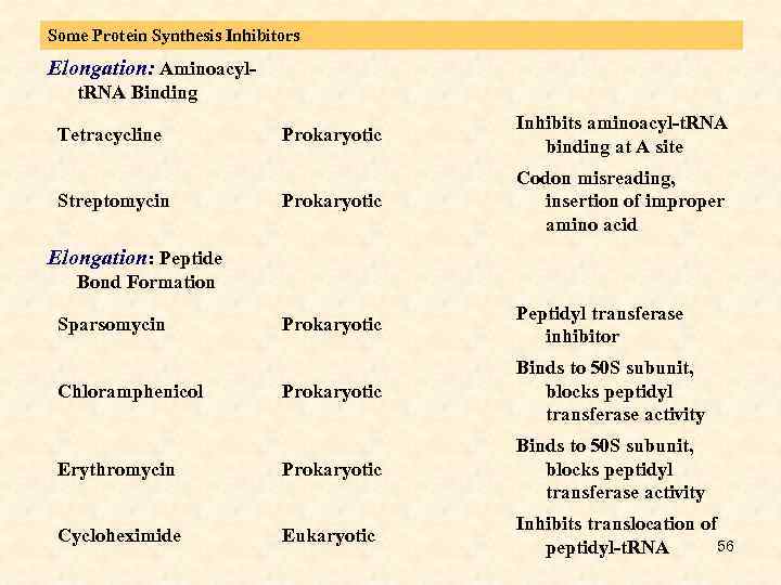 Some Protein Synthesis Inhibitors Elongation: Aminoacyl- Prokaryotic Inhibits aminoacyl-t. RNA binding at A site