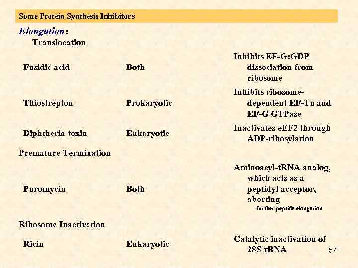 Some Protein Synthesis Inhibitors Elongation: Both Inhibits EF-G: GDP dissociation from ribosome Thiostrepton Prokaryotic