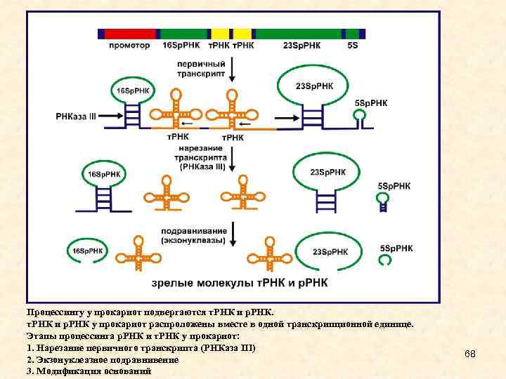 Процессингу у прокариот подвергаются т. РНК и р. РНК у прокариот распроложены вместе в