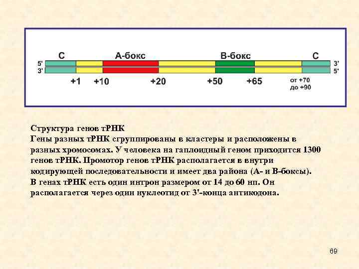 Структура генов т. РНК Гены разных т. РНК сгруппированы в кластеры и расположены в