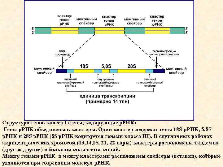 Ген строение гена