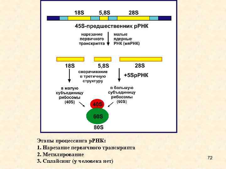 Последовательность этапов процессинга. Процессинг ТРНК И РРНК У эукариот. Процессинг первичного транскрипта. Сплайсинг первичного транскрипта. Процессинг и сплайсинг РНК.