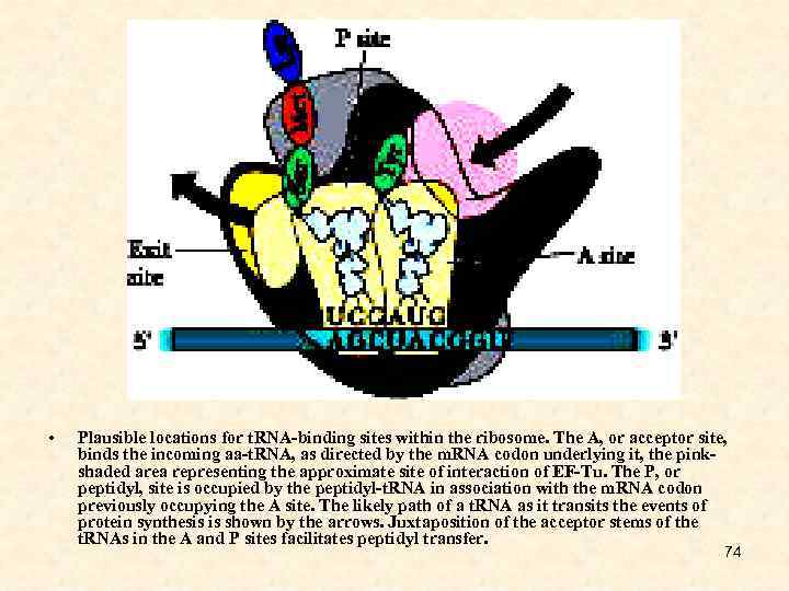  • Plausible locations for t. RNA-binding sites within the ribosome. The A, or