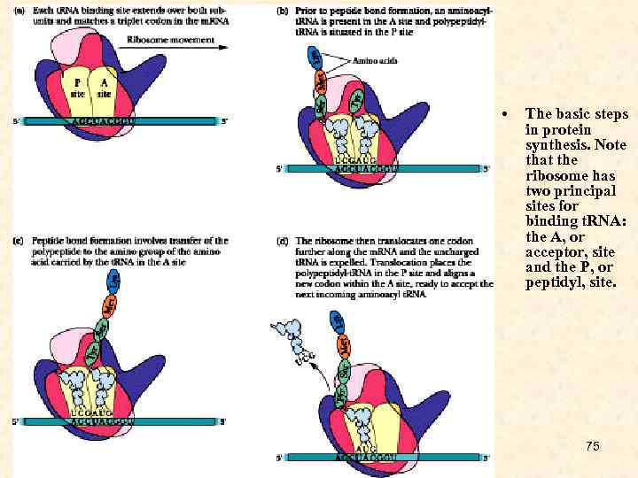  • The basic steps in protein synthesis. Note that the ribosome has two