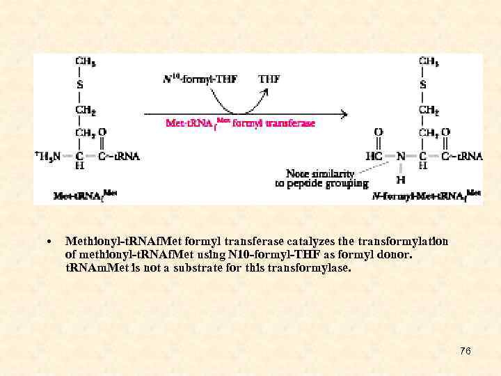  • Methionyl-t. RNAf. Met formyl transferase catalyzes the transformylation of methionyl-t. RNAf. Met