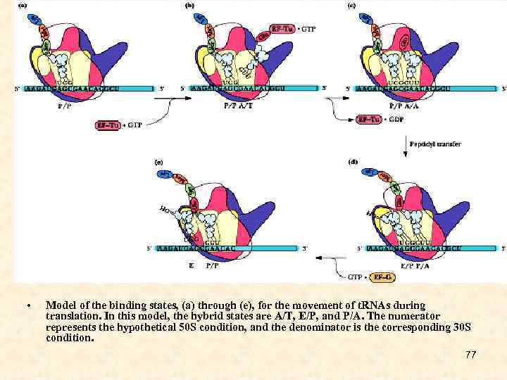  • Model of the binding states, (a) through (e), for the movement of