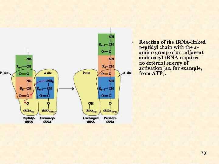  • Reaction of the t. RNA-linked peptidyl chain with the aamino group of