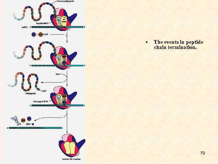  • The events in peptide chain termination. 79 