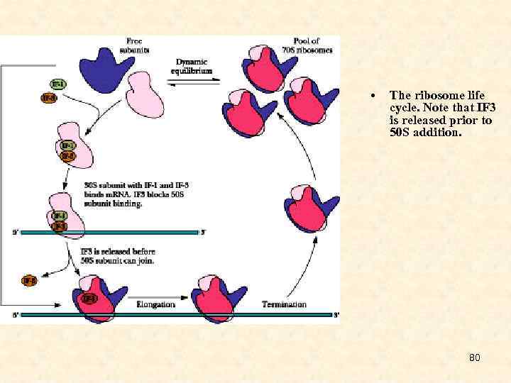  • The ribosome life cycle. Note that IF 3 is released prior to