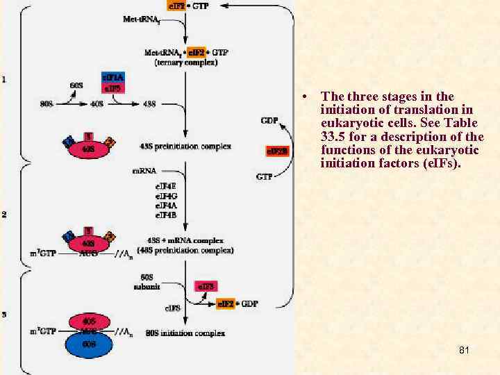  • The three stages in the initiation of translation in eukaryotic cells. See