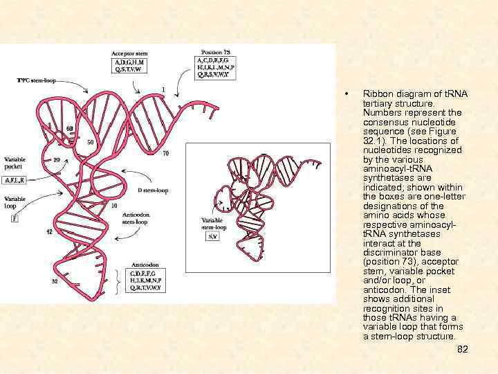  • Ribbon diagram of t. RNA tertiary structure. Numbers represent the consensus nucleotide