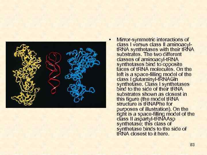  • Mirror-symmetric interactions of class I versus class II aminoacylt. RNA synthetases with