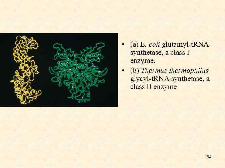  • (a) E. coli glutamyl-t. RNA synthetase, a class I enzyme. • (b)