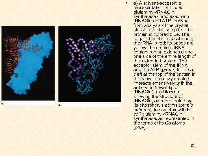  • a) A solvent-accessible representation of E. coli glutaminyl-t. RNAGln synthetase complexed with