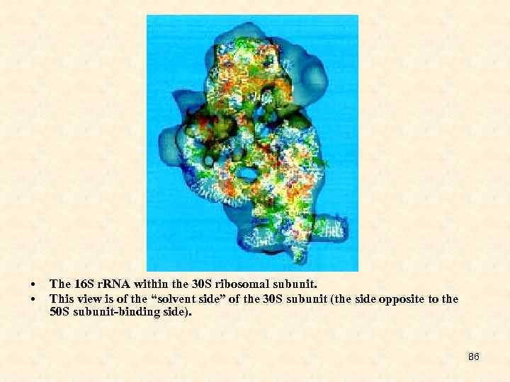  • • The 16 S r. RNA within the 30 S ribosomal subunit.