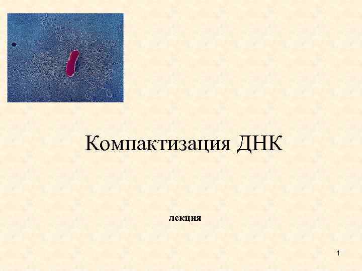 Компактизация ДНК лекция 1 