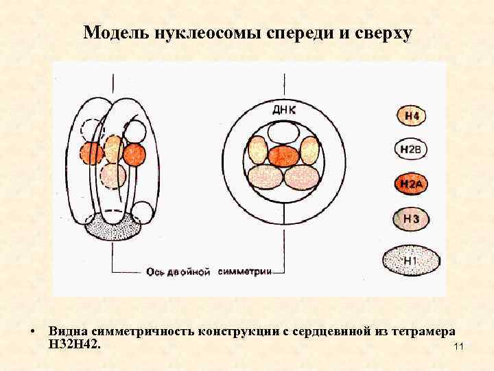 Модель нуклеосомы спереди и сверху • Видна симметричность конструкции с сердцевиной из тетрамера Н