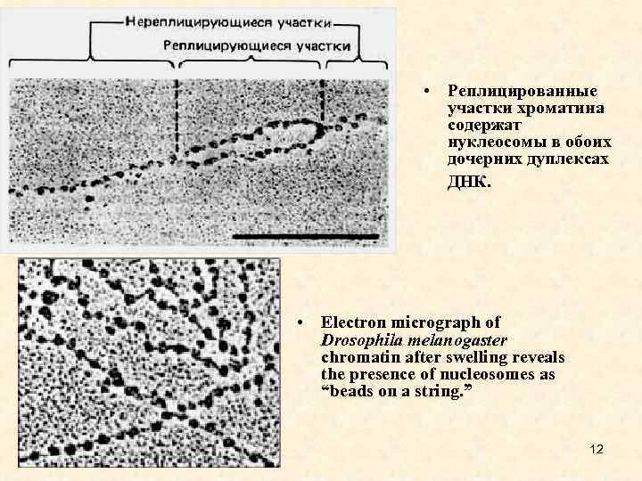 • Реплицированные участки хроматина содержат нуклеосомы в обоих дочерних дуплексах ДНК. • Electron