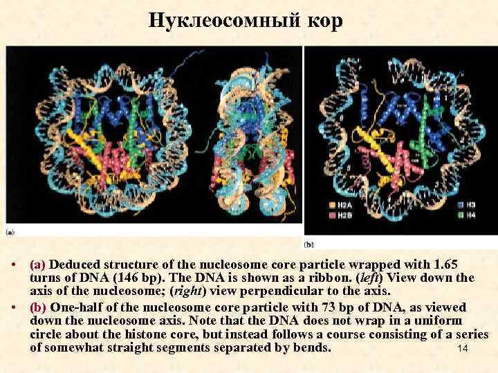 Нуклеосомный кор • (a) Deduced structure of the nucleosome core particle wrapped with 1.