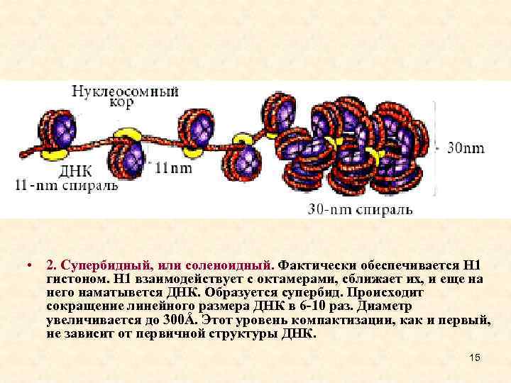 Белки гистоны у эукариот