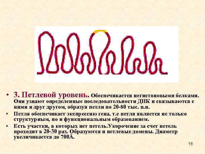  • 3. Петлевой уровень. Обеспечивается негистоновыми белками. Они узнают определенные последовательности ДНК и