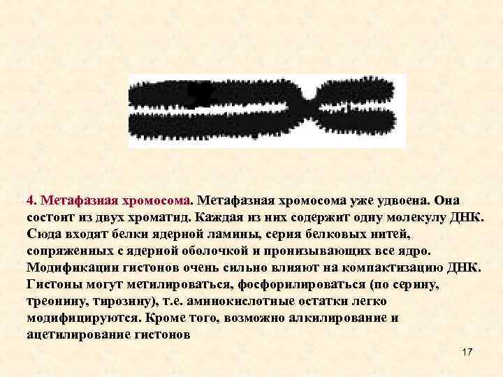 4. Метафазная хромосома уже удвоена. Она состоит из двух хроматид. Каждая из них содержит