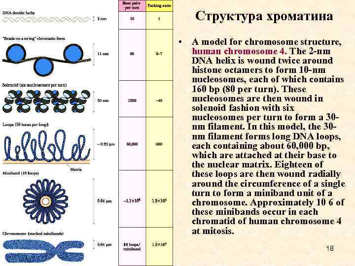 Хромосомы эукариот имеют