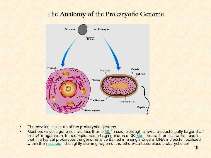 The Anatomy of the Prokaryotic Genome • • The physical structure of the prokaryotic