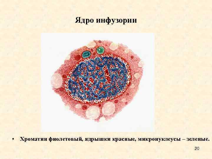 Ядро инфузории • Хроматин фиолетовый, ядрышки красные, микронуклеусы – зеленые. 20 