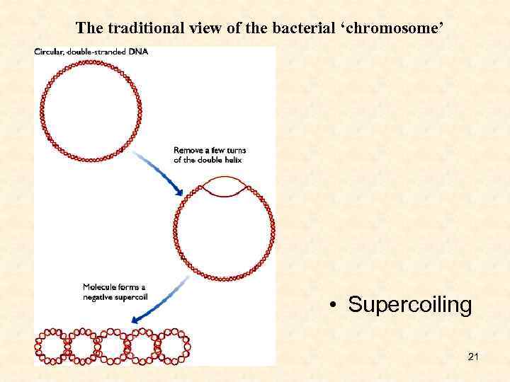 The traditional view of the bacterial ‘chromosome’ • Supercoiling 21 