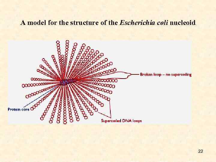 A model for the structure of the Escherichia coli nucleoid 22 