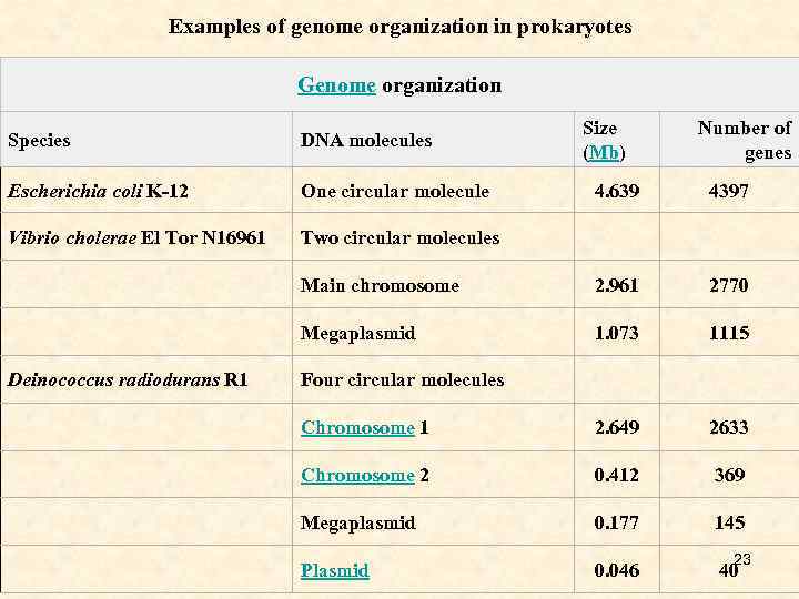 Examples of genome organization in prokaryotes Genome organization Species DNA molecules Escherichia coli K-12