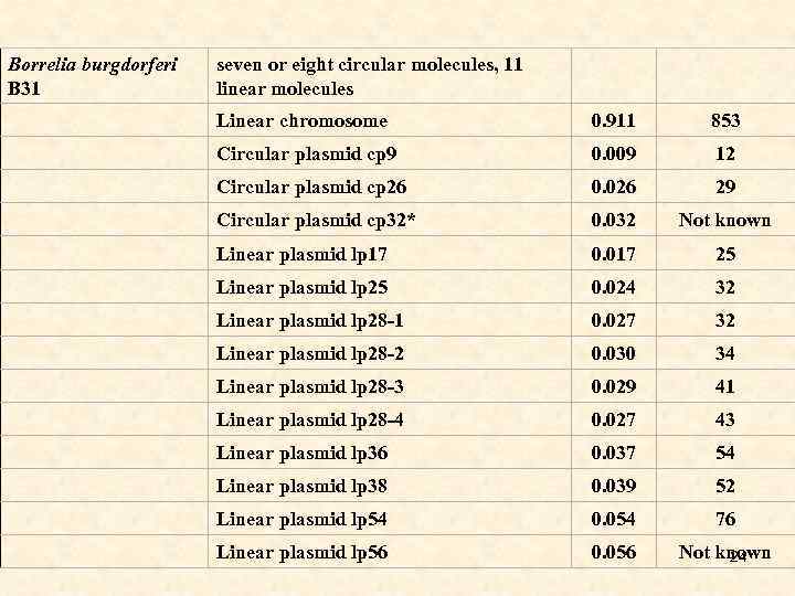 Borrelia burgdorferi B 31 seven or eight circular molecules, 11 linear molecules Linear chromosome