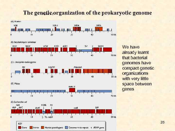 The genetic organization of the prokaryotic genome Figure 2. 2 We have already learnt