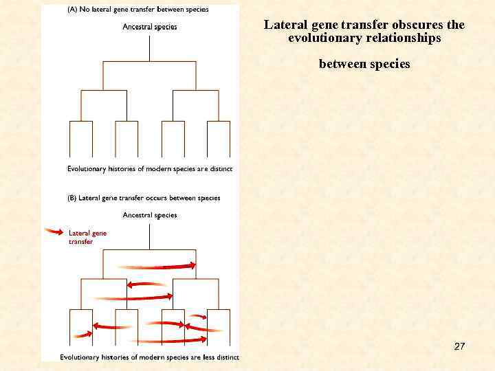 Lateral gene transfer obscures the evolutionary relationships between species 27 