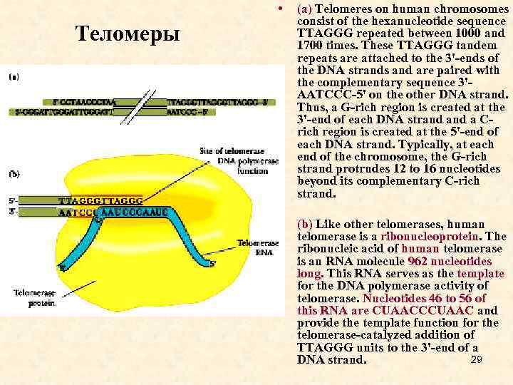  • (a) Telomeres on human chromosomes consist of the hexanucleotide sequence TTAGGG repeated