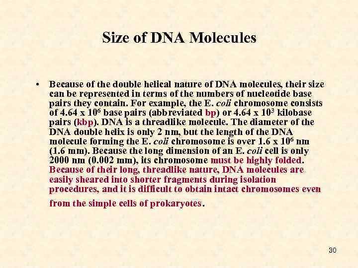 Size of DNA Molecules • Because of the double helical nature of DNA molecules,