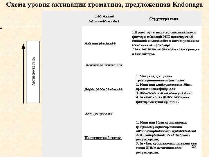 Схема уровня активации хроматина, предложенная Kadonaga Состояние активности гена Структура гена Активированное 1. Промотор-